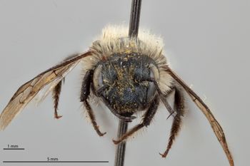 Media type: image;   Entomology 795025 Aspect: head frontal view